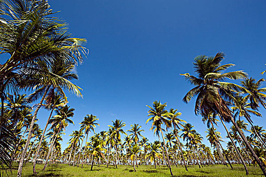 brazil,pernambuco,porto,de,galinhas,palm,tree,field