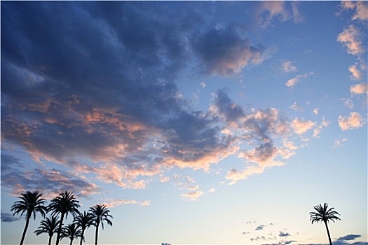 蓝天,粉色,灰色,云,日落,棕榈树