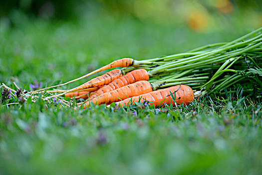 堆,收获,胡萝卜,躺在草地上,巴伐利亚,德国,欧洲