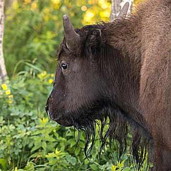 特写,野牛,赖丁山国家公园,曼尼托巴,加拿大