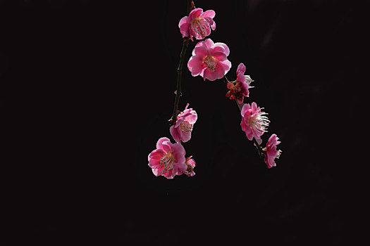 纯色背景花卉－梅花