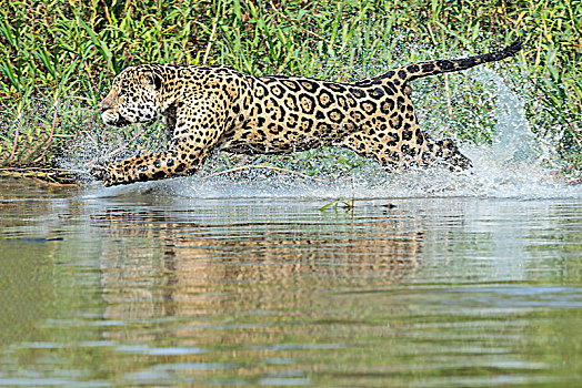 雄性,美洲虎,美洲豹,跑,水中,追逐,河,潘塔纳尔,巴西,南美