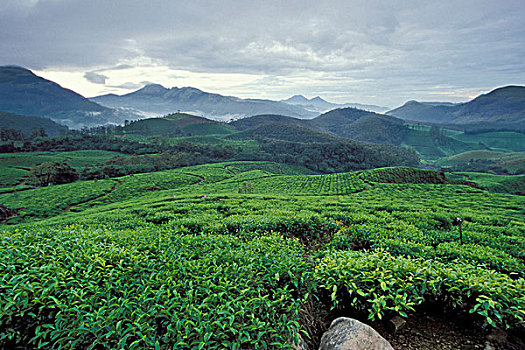 茶园,喀拉拉,印度南部,印度,亚洲