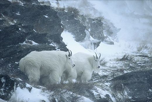 石山羊,雪羊,一对,雪中,雾,左边,雌性,右边,落基山脉,冰川国家公园,蒙大拿