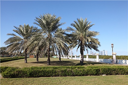 棕榈树,滨海路,阿布扎比,阿联酋