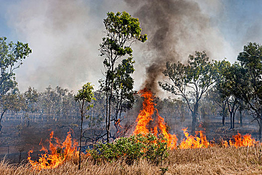 林区大火,北领地州,澳大利亚