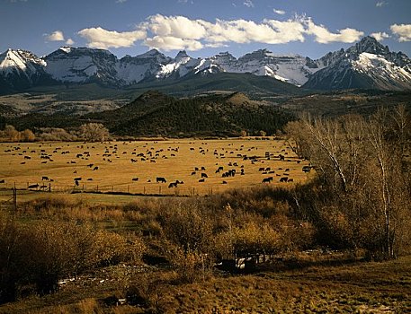 动物,牧场,圣胡安山,科罗拉多,美国