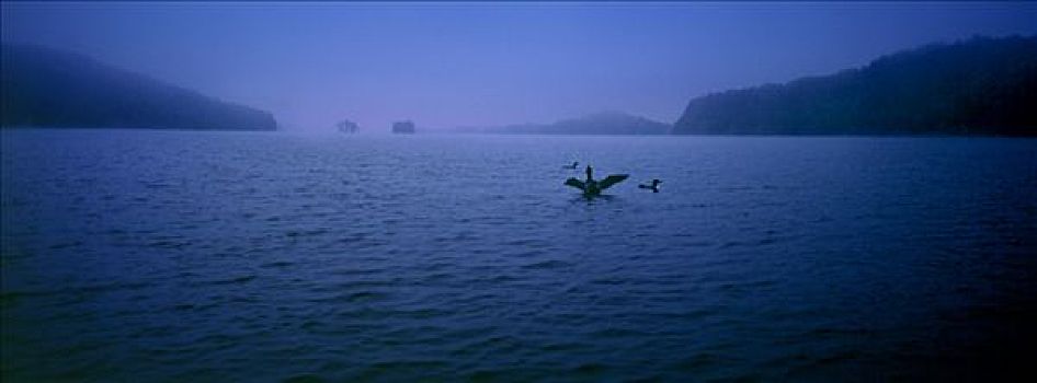 普通,潜鸟,三个,湖,暗色,雾,明尼苏达