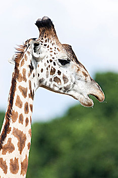 长颈鹿,马赛长颈鹿,马赛马拉野生动物园,肯尼亚,非洲