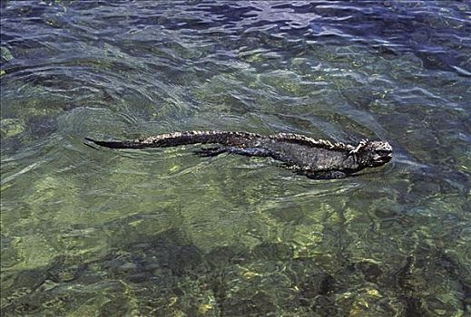 加拉帕戈斯群岛,海鬣蜥,游泳,表面,海洋