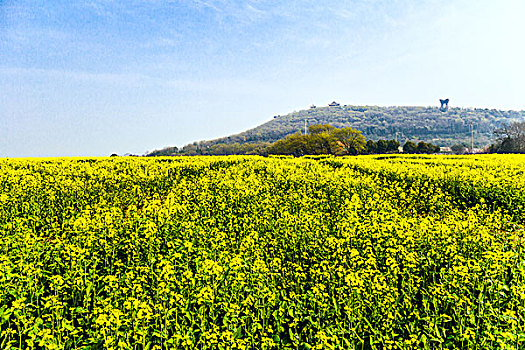 油菜花美景