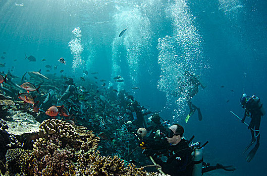 礁石,鲨鱼,长鳍真鲨,潜水,浅水,珊瑚,泻湖,维提岛,斐济