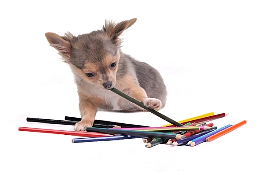 吉娃娃,小狗,玩,彩色,铅笔,隔绝,白色背景