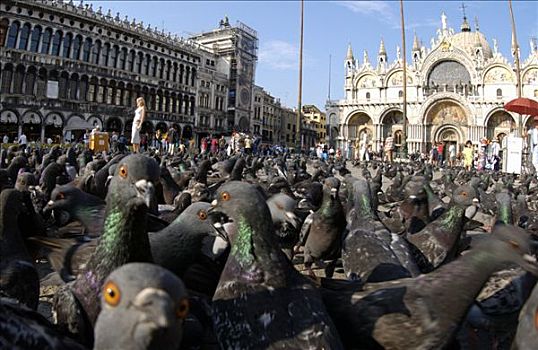 石头,鸽子,成群,遮盖,地面,地点,威尼斯,意大利