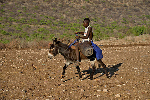 年轻,辛巴族,骑,驴,卡奥科兰,纳米比亚,非洲