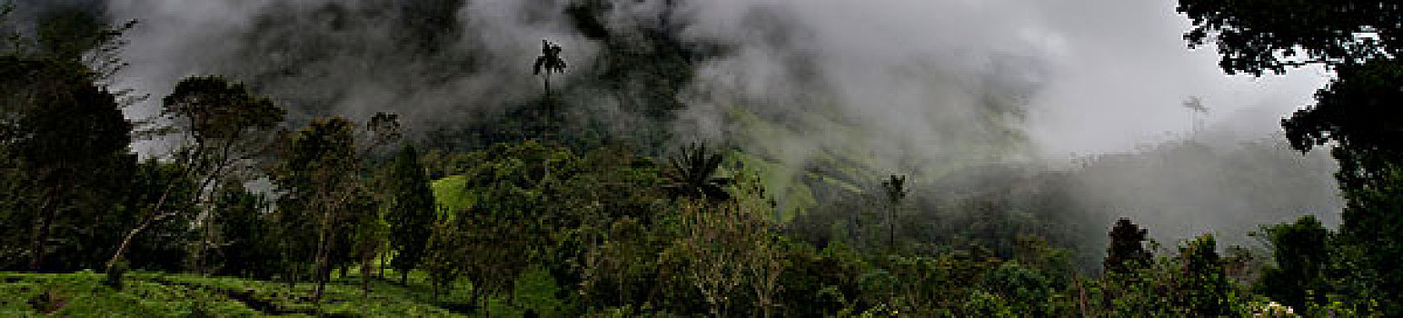 蜡,棕榈树,靠近,哥伦比亚