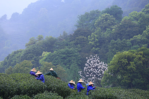 龙井问茶