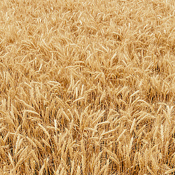 成熟,小麦,靠近,惠特曼县
