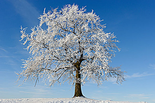树,白霜,靠近,上巴伐利亚,巴伐利亚,德国,欧洲
