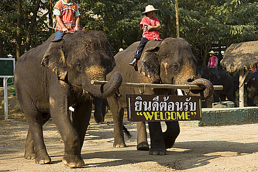 大象,展示,清迈,泰国
