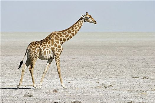 长颈鹿,走,盐磐,埃托沙国家公园,纳米比亚,非洲