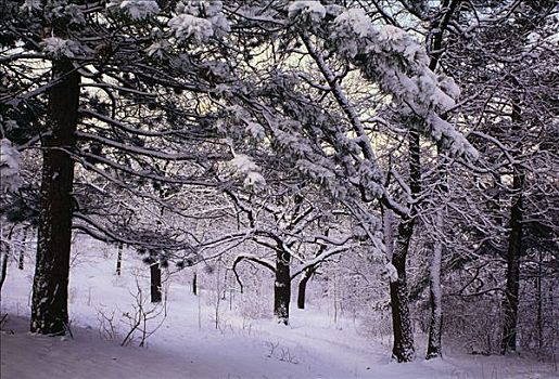 高,公园,冬天,多伦多,安大略省,加拿大