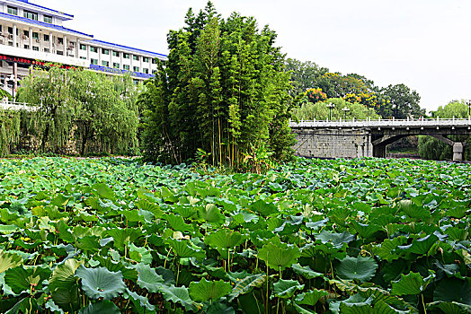 荷花池塘