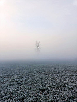 乡间农田,薄雾,结霜