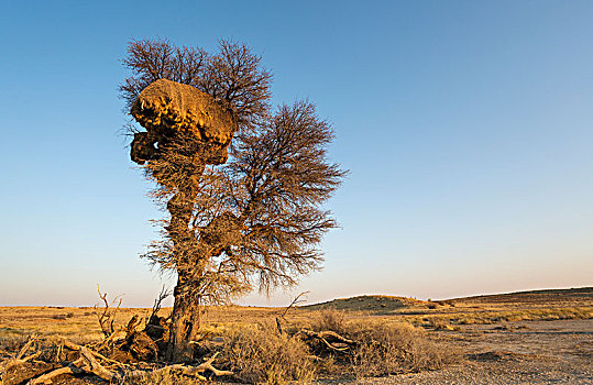 巨大,鸟窝,交际,织布鸟,树,刺槐,卡拉哈里沙漠,卡拉哈迪大羚羊国家公园,南非,非洲