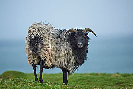 头像,绵羊,春天,赫尔戈兰岛,德国