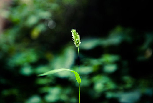 绿色,充满,生命力,青草