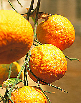 马耳他,马尔他,橘子