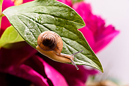 牡丹花叶上的蜗牛