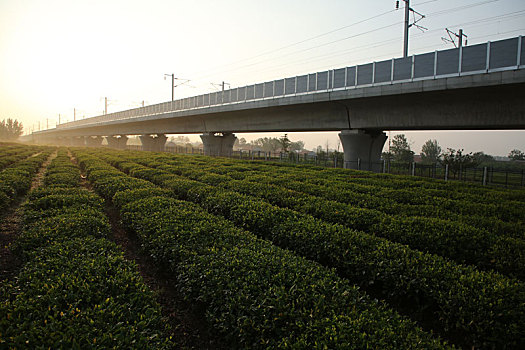 茶园飘香,茶农清晨采茶忙