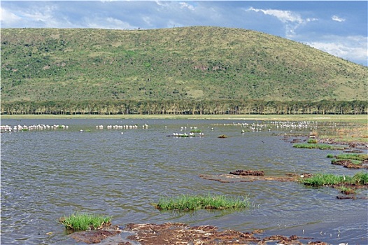纳库鲁湖