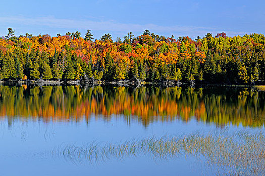 秋天,反射,湖,岛屿,安大略省,加拿大