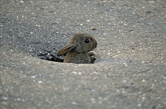 兔子,兔豚鼠属,凝视,室外,洞,公路,欧洲