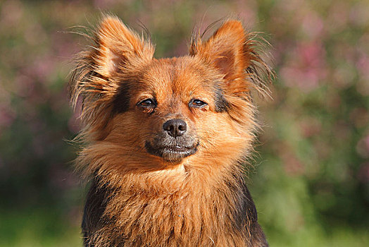 蝴蝶犬,约克郡,杂种狗,母狗,2岁,头像,北莱茵威斯特伐利亚,德国,欧洲