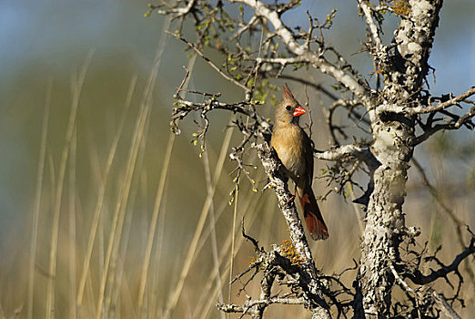 美国,德克萨斯,丘陵地区,靠近,猎捕,主红雀,雌性,树上