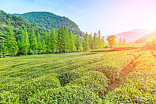 龙井,茶,花园,杭州,西湖