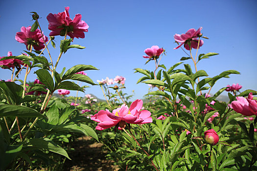 山东省日照市,游客闻香而至,徜徉芍药花海