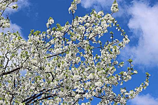 花,树,李子,背景,蓝天