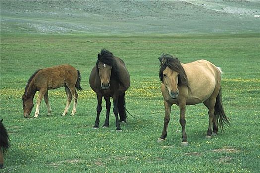 野马,马,牧群,放牧,草原,西部,蒙古