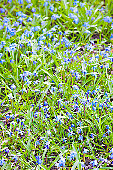 绵枣儿属植物,鲜明,蓝色,春花,竖图,照片,聚焦,浅