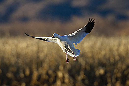 雪雁,降落,野生动植物保护区,新墨西哥,北美,美国