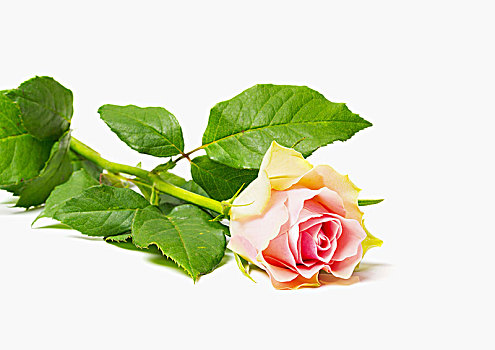 粉红玫瑰,隔绝,白色背景,背景