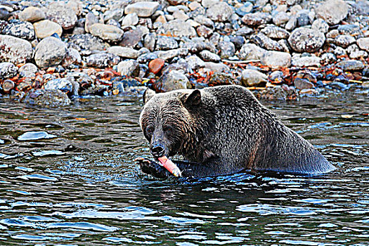大灰熊,吃,三文鱼,不列颠哥伦比亚省,加拿大