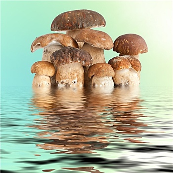 牛肝菌,蘑菇