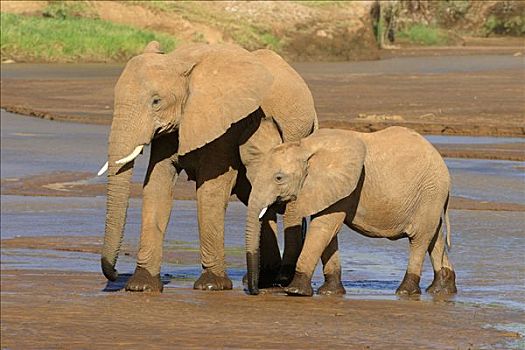 非洲,灌木,大象,非洲象,母牛,幼兽,喝,萨布鲁国家公园,肯尼亚