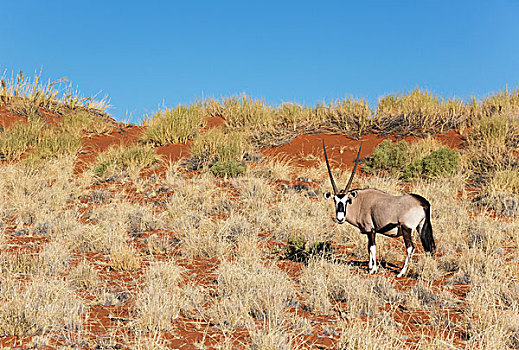 南非大羚羊,羚羊,草,沙丘,边缘,纳米布沙漠,自然保护区,纳米比亚,非洲
